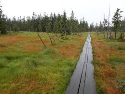 Naturlehrpfad Hochmoor Schwarzenberg